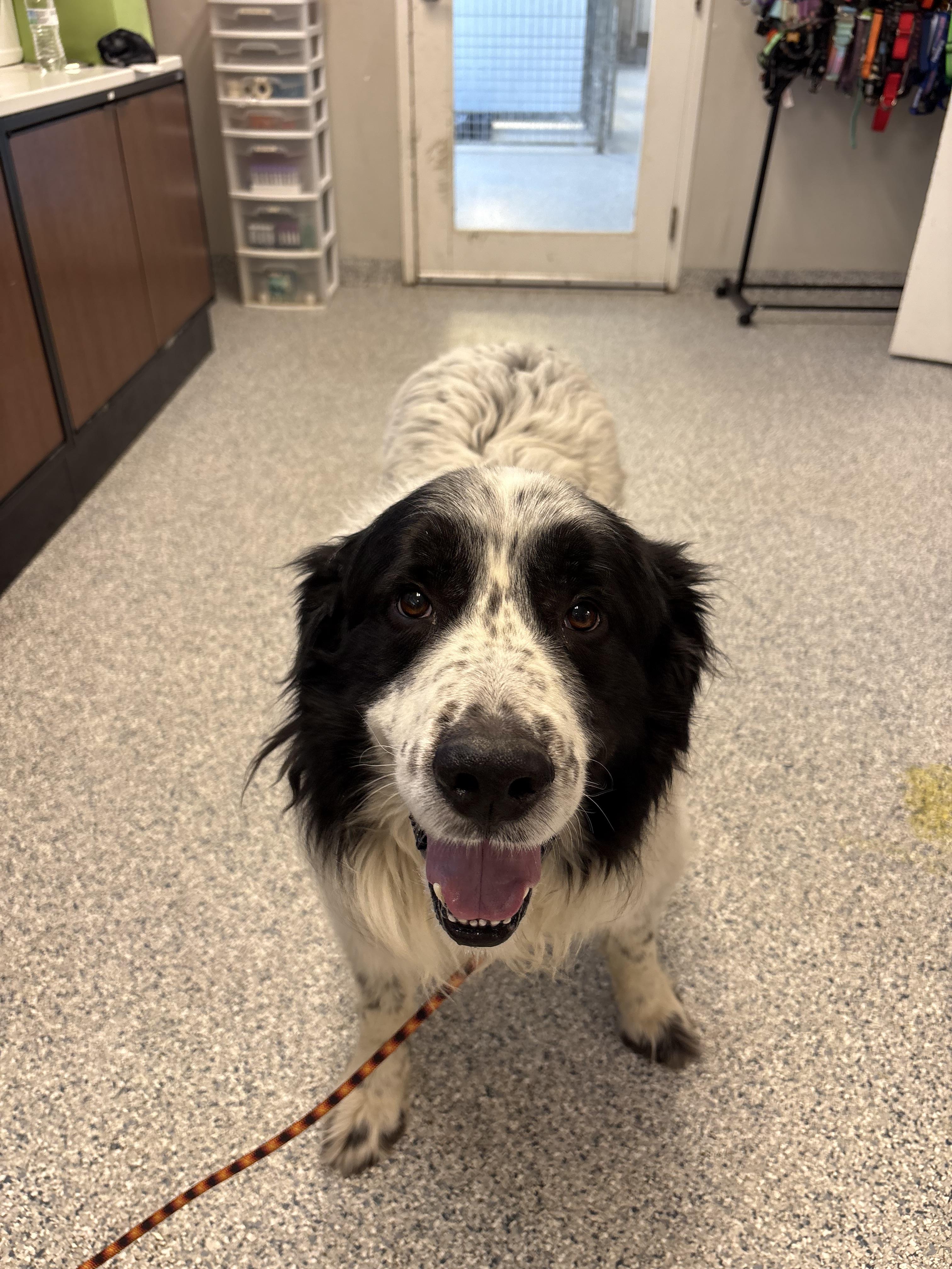 Enlarge Luka, a ADOPTABLE mixed breed in Normal, IL image 4/4