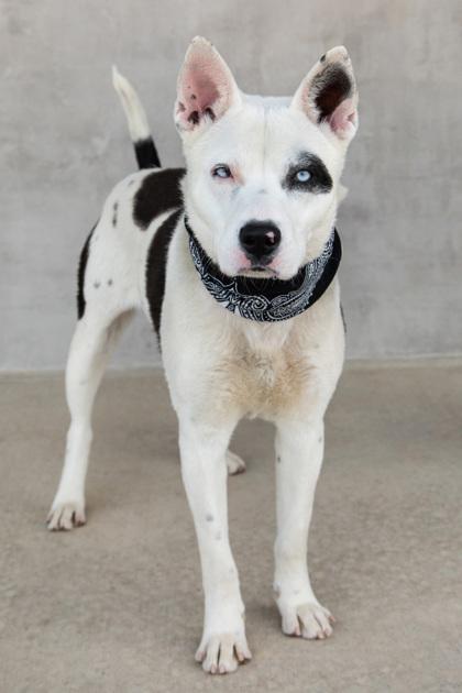 Scully — thumbnail 2