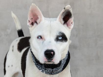 Scully — thumbnail 3