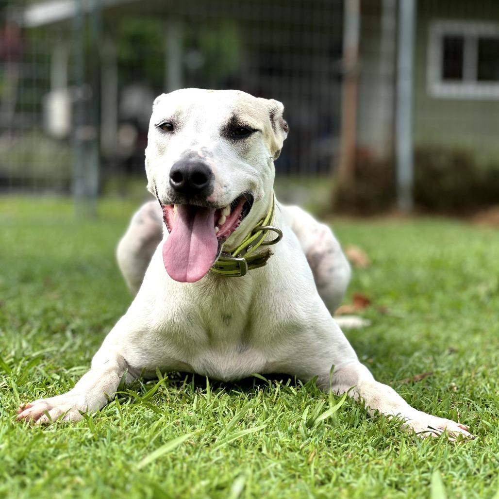 Enlarge Houston, a Adoptable mixed breed in Keaau, HI image 1/6