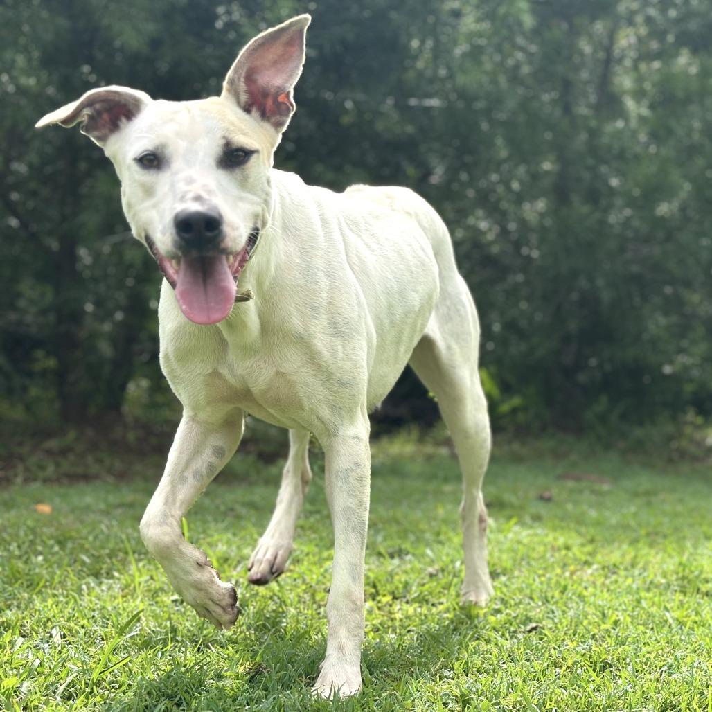 Enlarge Houston, a Adoptable mixed breed in Keaau, HI image 2/6