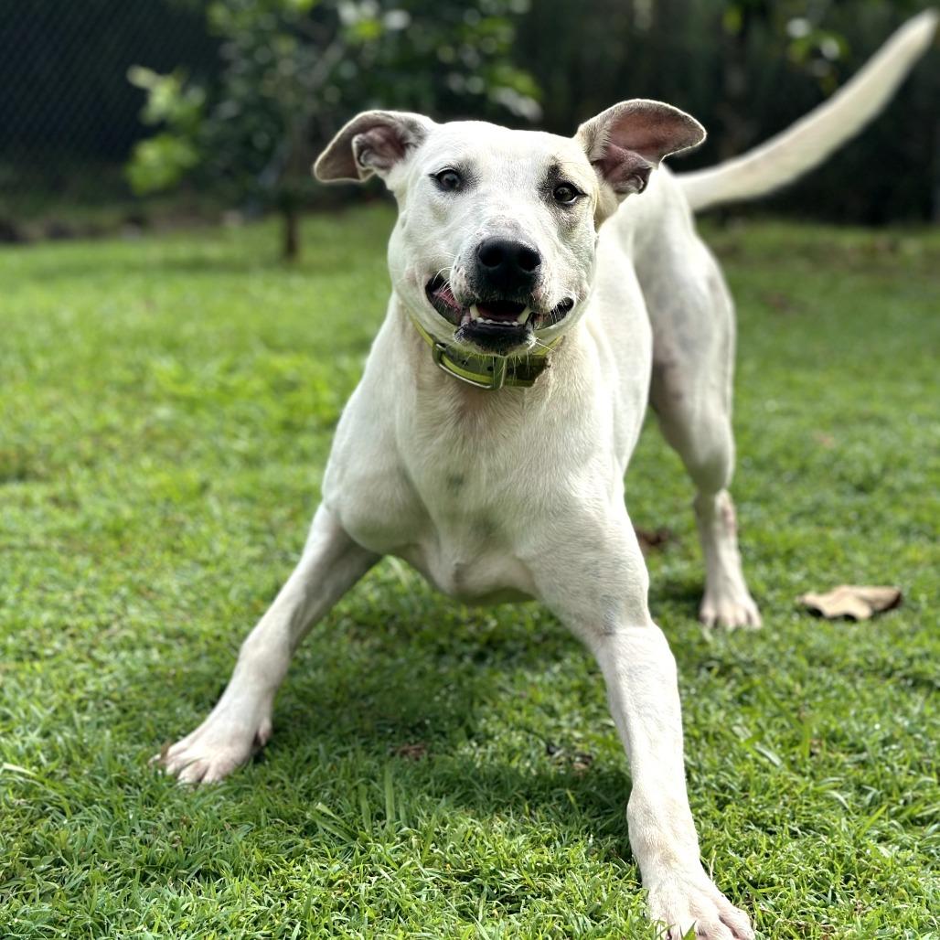 Enlarge Houston, a Adoptable mixed breed in Keaau, HI image 3/6