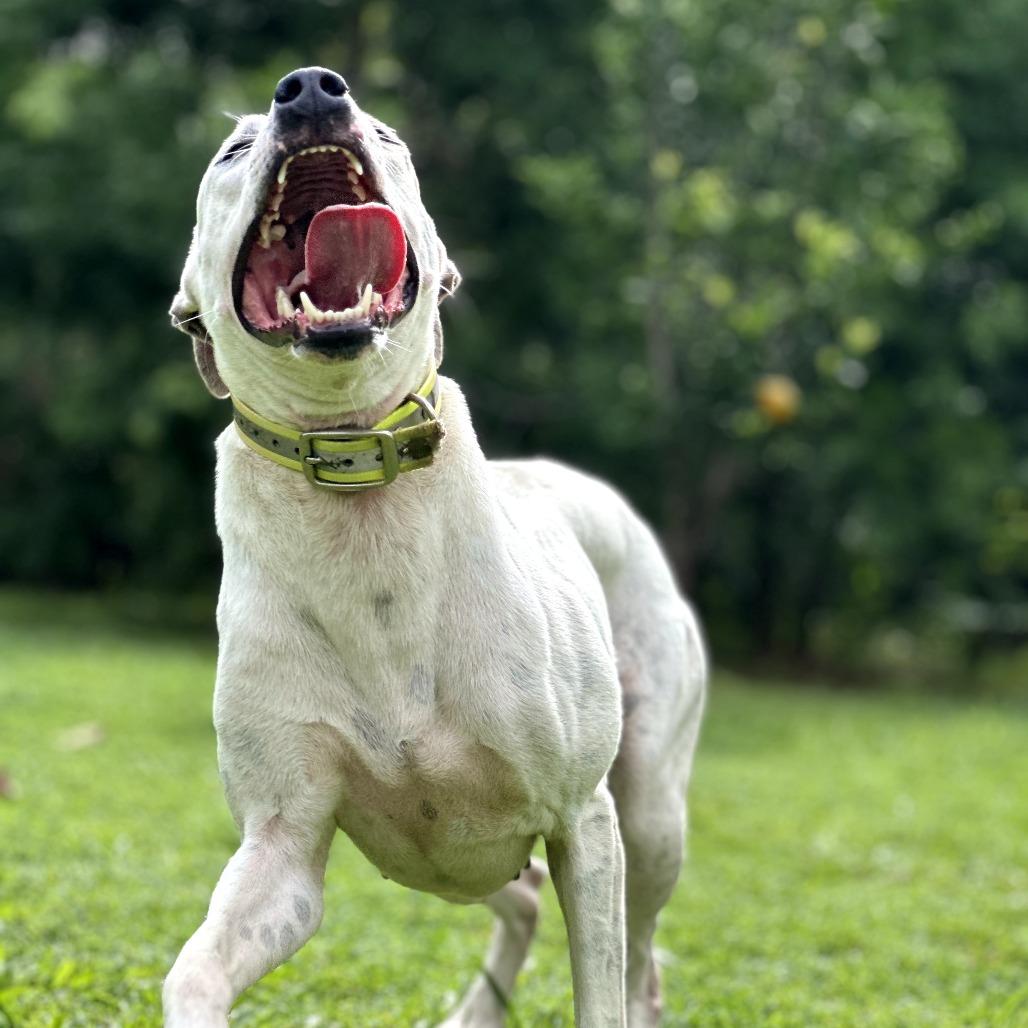 Enlarge Houston, a Adoptable mixed breed in Keaau, HI image 4/6