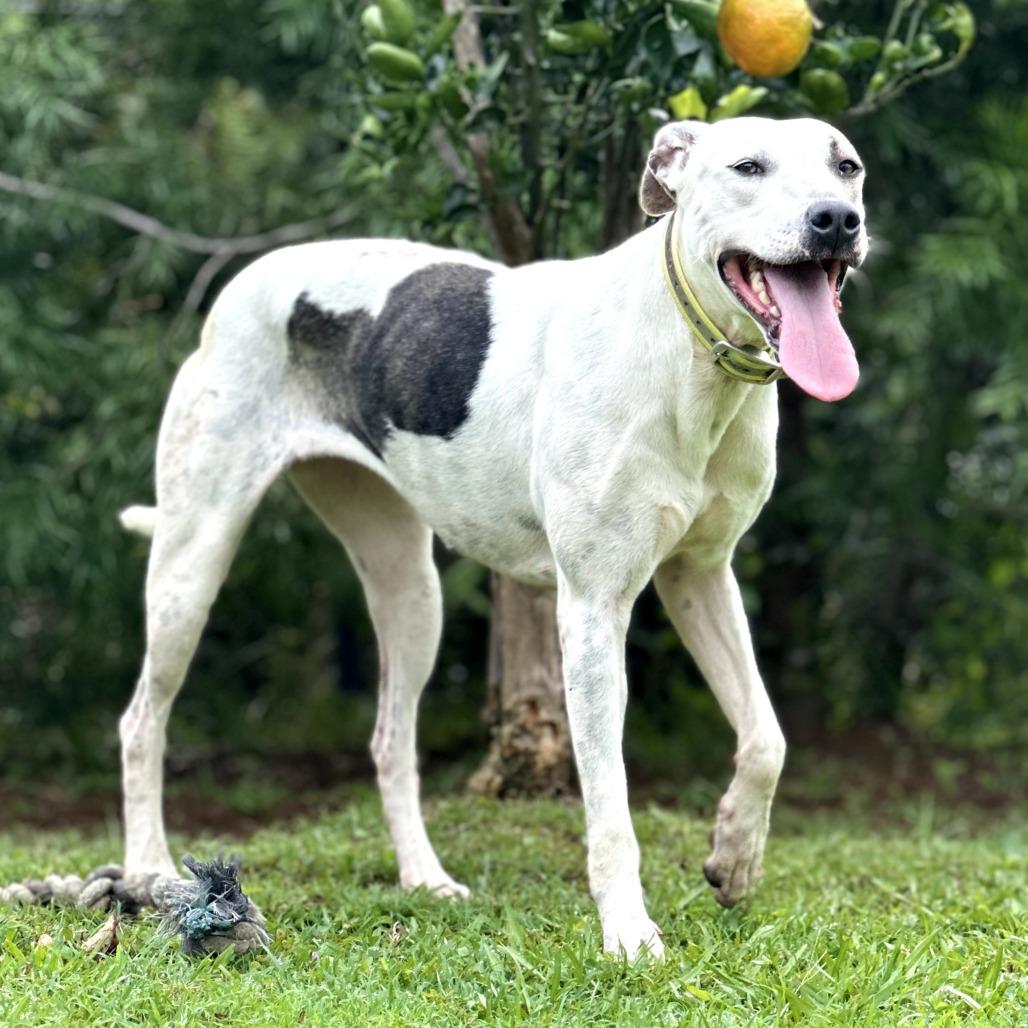 Enlarge Houston, a Adoptable mixed breed in Keaau, HI image 5/6