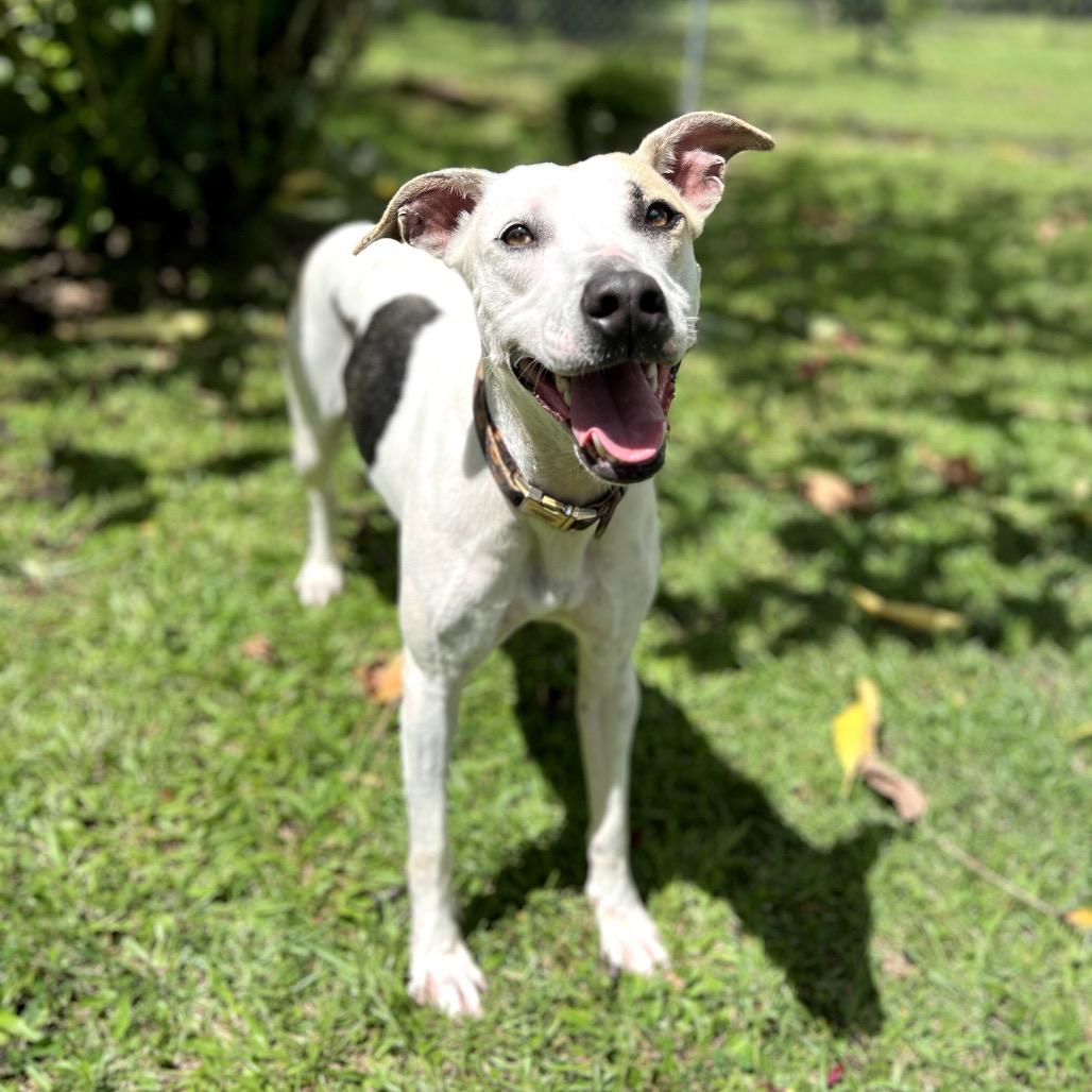 Enlarge Houston, a Adoptable mixed breed in Keaau, HI image 5/6