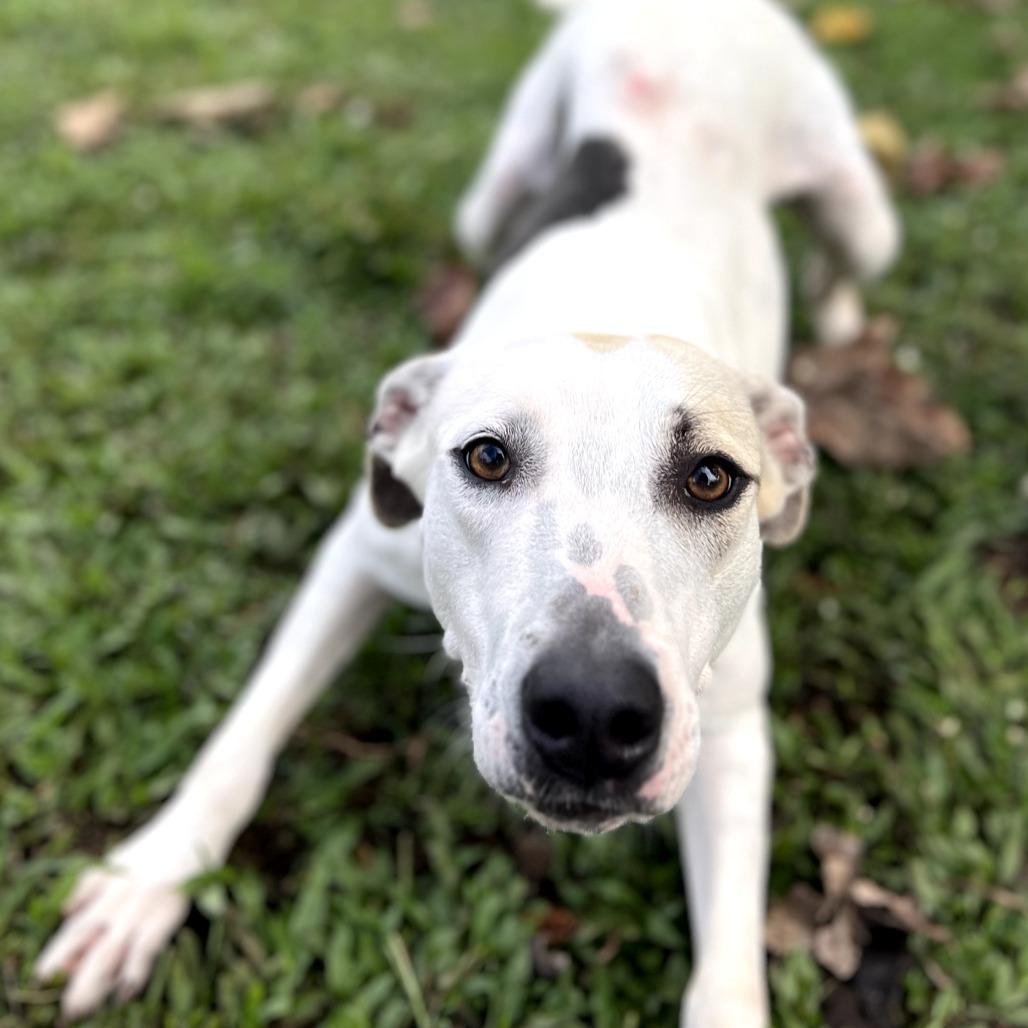 Enlarge Houston, a Adoptable mixed breed in Keaau, HI image 6/6