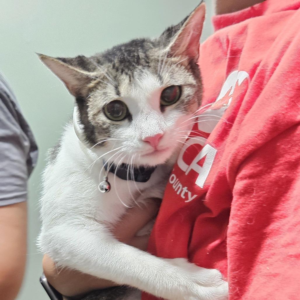 Enlarge Chloe, a Adoptable Domestic Short Hair in Livingston, TX image 1/2