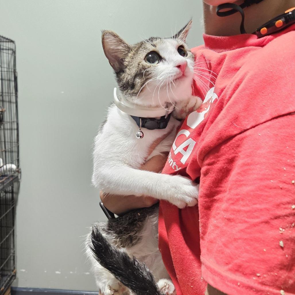 Enlarge Chloe, a Adoptable Domestic Short Hair in Livingston, TX image 2/2