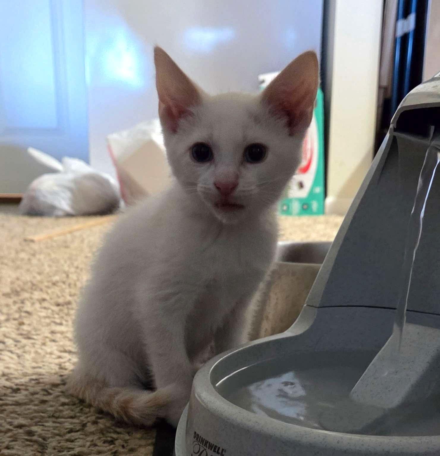 Topaz, an adoptable Domestic Short Hair in Sioux Falls, SD, 57101 | Photo Image 2