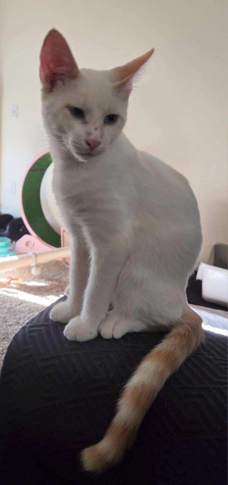 Topaz, an adoptable Domestic Short Hair in Sioux Falls, SD, 57101 | Photo Image 1