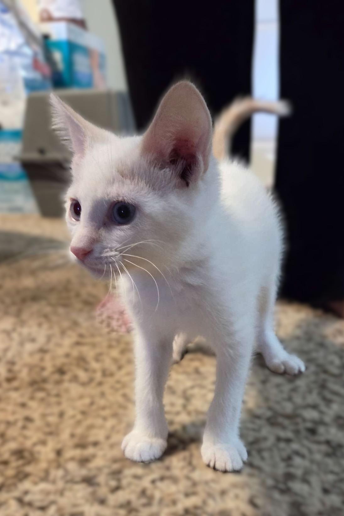 Topaz, an adoptable Domestic Short Hair in Sioux Falls, SD, 57101 | Photo Image 3