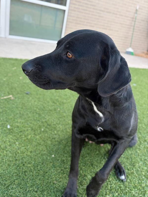 Hallie, Adoptable, Adult Female Labrador Retriever & English Pointer.
