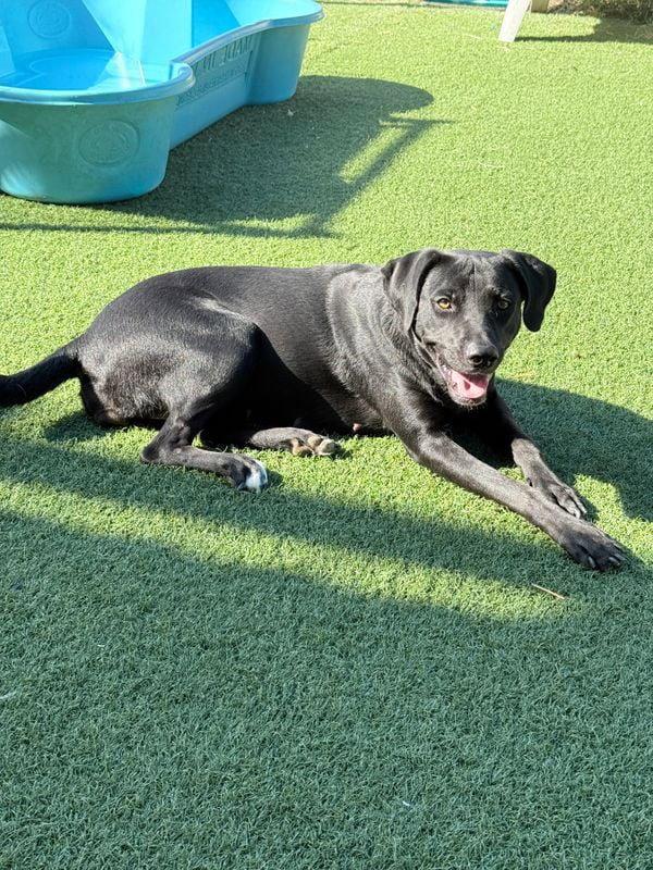 Enlarge Hallie, a Adoptable mixed breed in Newport, NH image 2/3