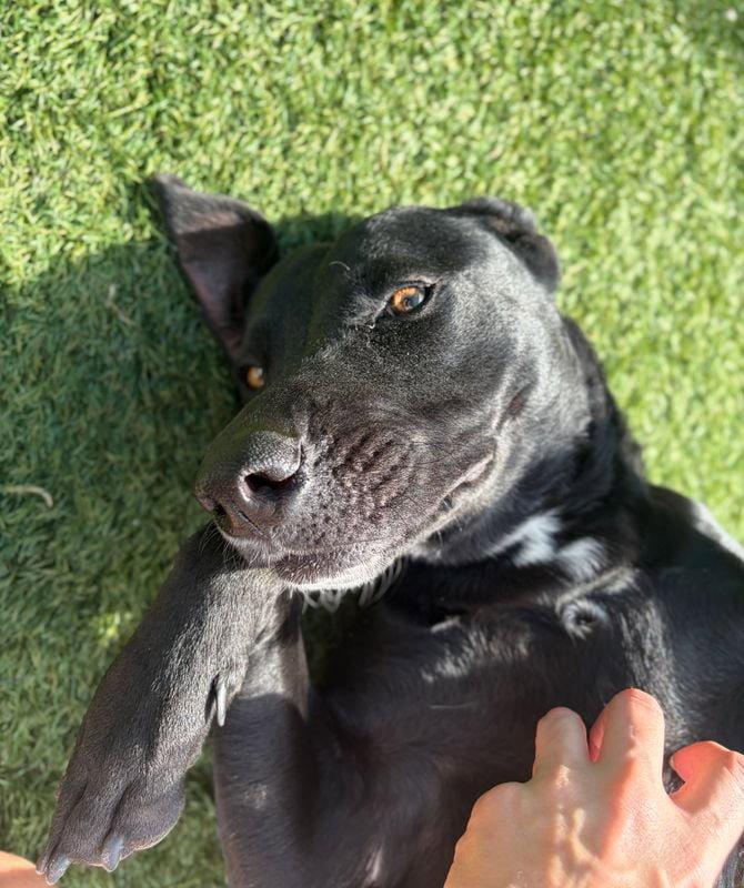 Enlarge Hallie, a Adoptable mixed breed in Newport, NH image 3/3