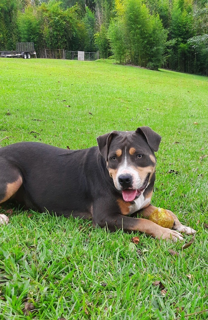 Noah, Young Male Bull Terrier