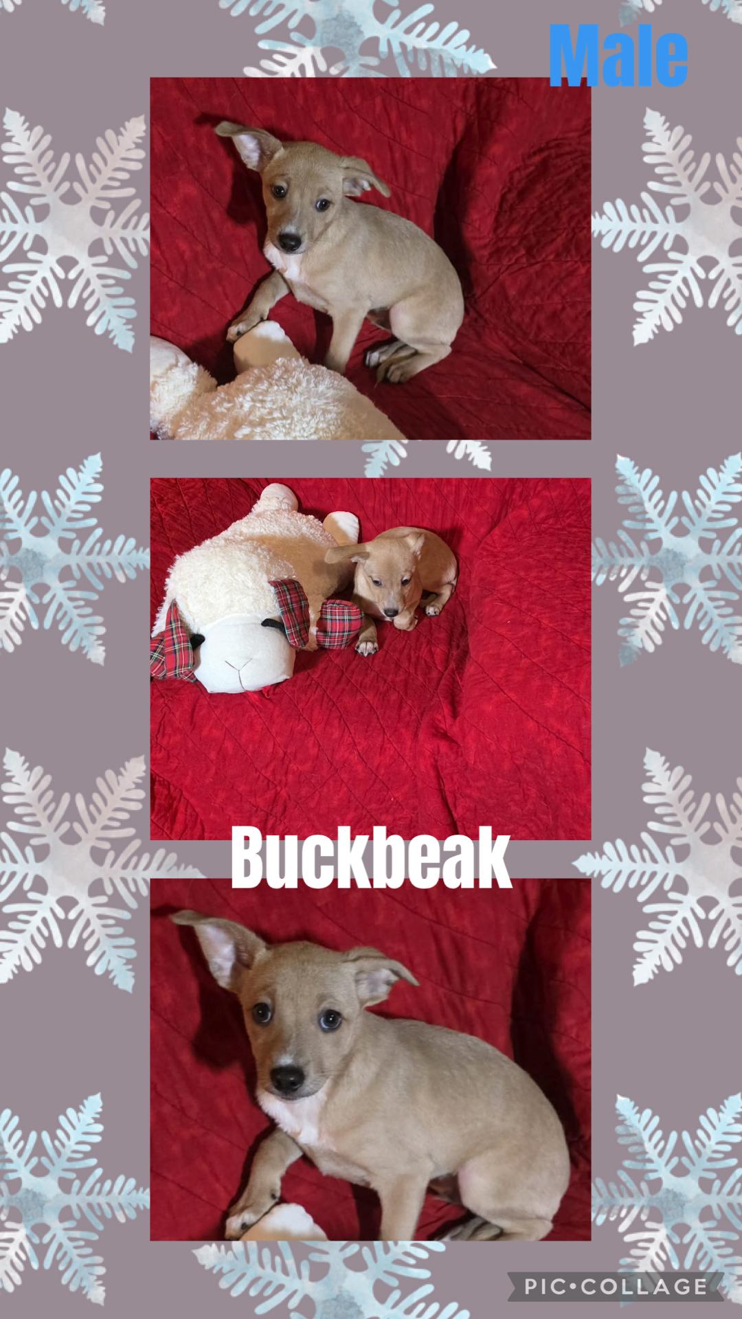 Enlarge Buckbeak, a Adoptable mixed breed in Eugene, OR image 1/1