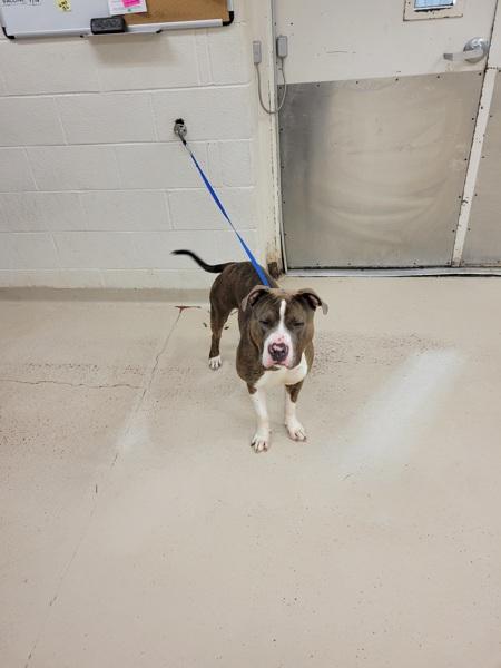 Enlarge Moose (54), a Adoptable mixed breed in Marietta, GA image 1/1