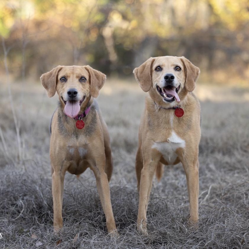 Mavis, a ADOPTABLE Coonhound in Port Saint Lucie, FL image 6/6