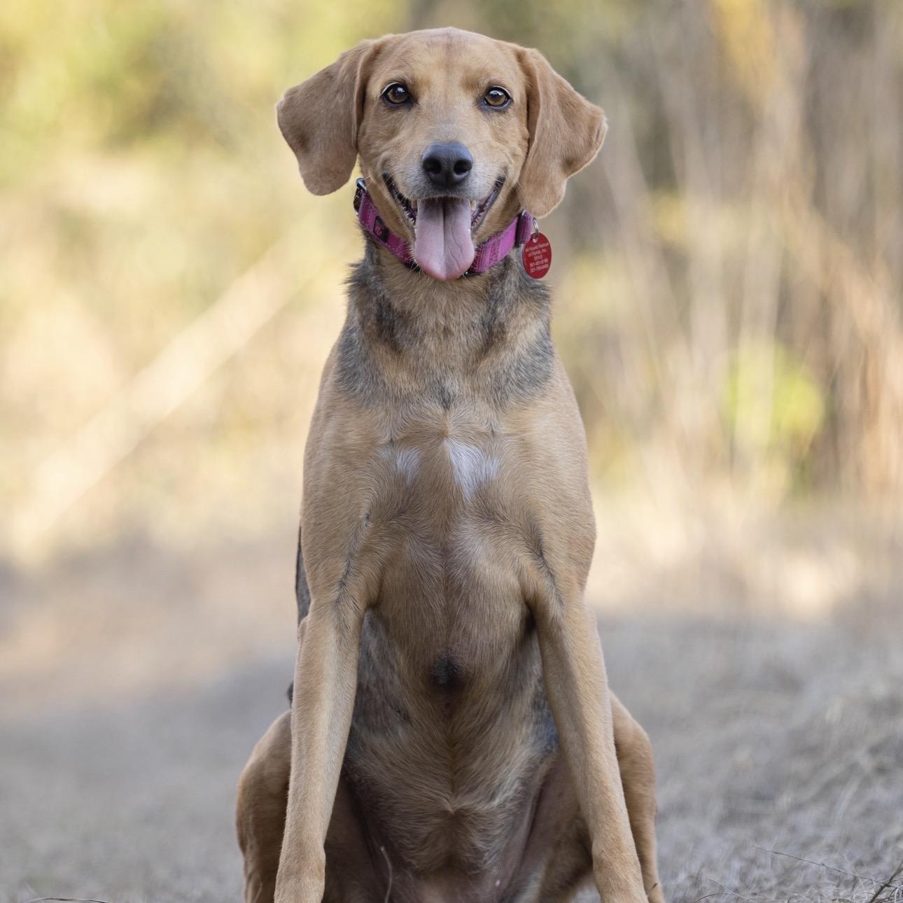 Mavis, a ADOPTABLE Coonhound in Port Saint Lucie, FL image 3/6