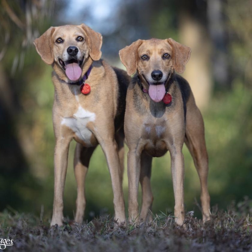 Mavis, a ADOPTABLE Coonhound in Port Saint Lucie, FL image 5/6