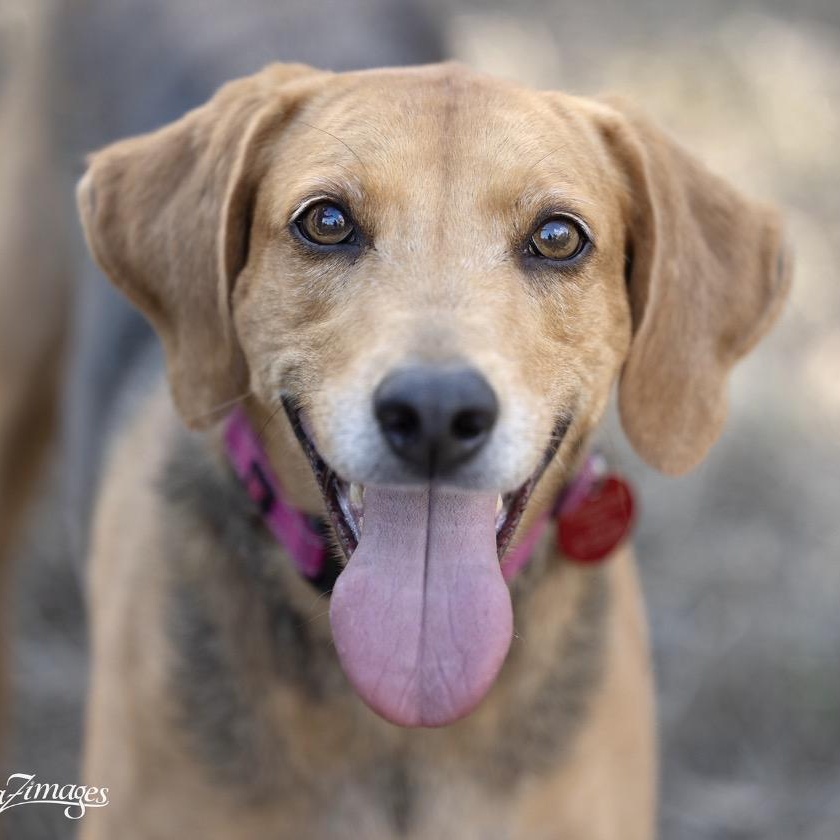 Mavis, a ADOPTABLE Coonhound in Port Saint Lucie, FL image 1/6