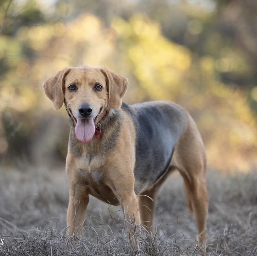 Mavis, a ADOPTABLE Coonhound in Port Saint Lucie, FL image 2/6