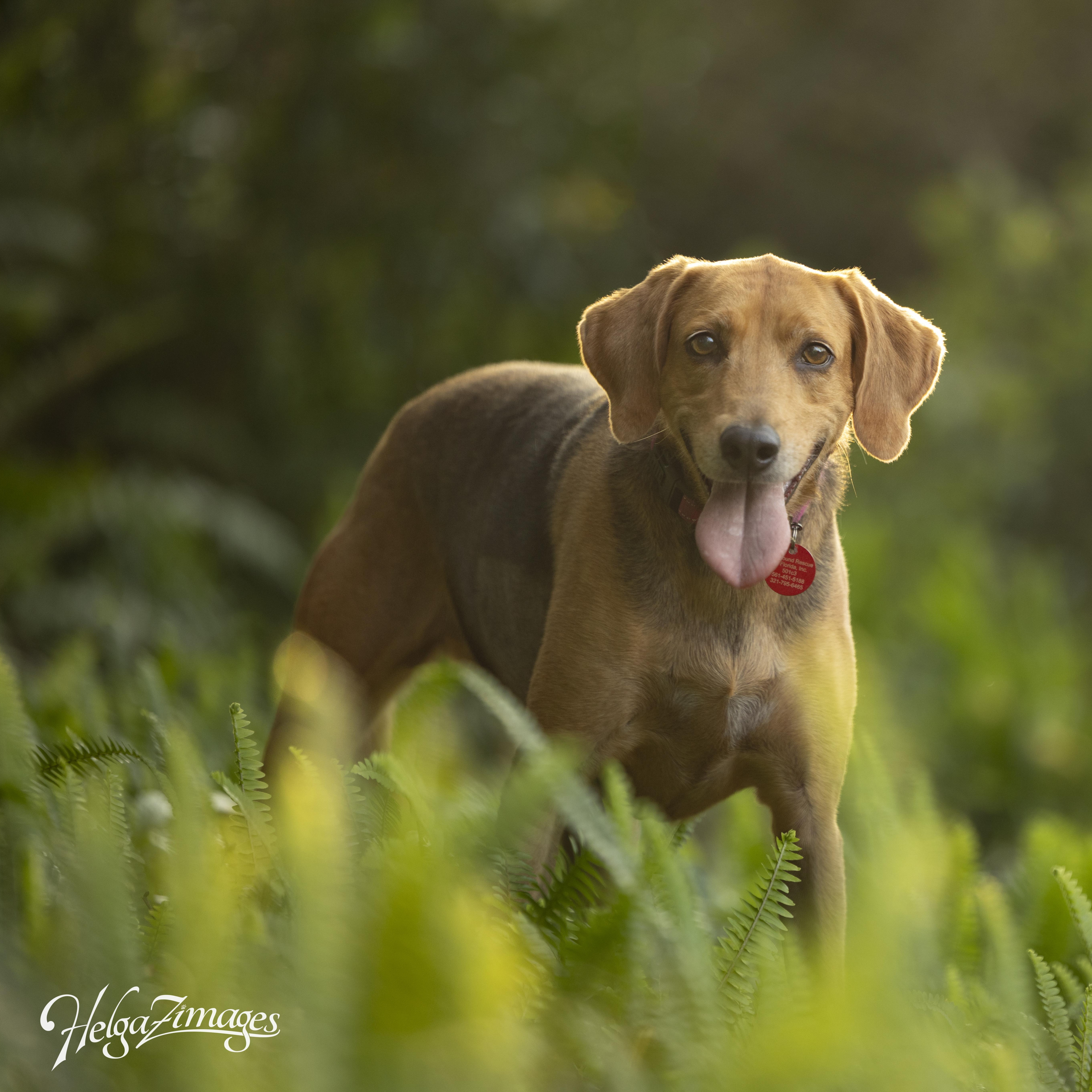 Mavis, a ADOPTABLE Coonhound in Port Saint Lucie, FL image 4/6