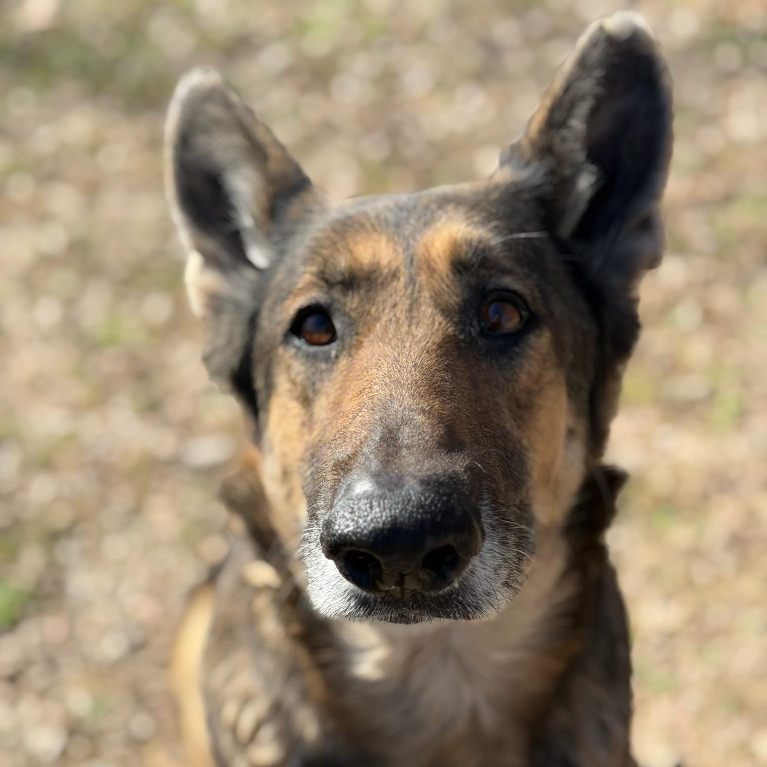 Berkley, ADOPTABLE, Adult Female German Shepherd Dog.