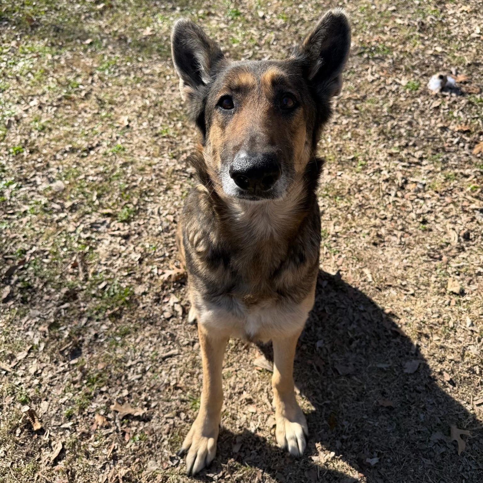 Enlarge Berkley, a ADOPTABLE German Shepherd Dog in Sherman, TX image 2/2