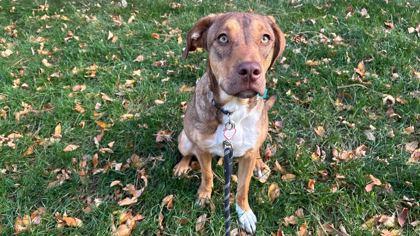 Olive, Adoptable, Young Female Hound & Mixed Breed.