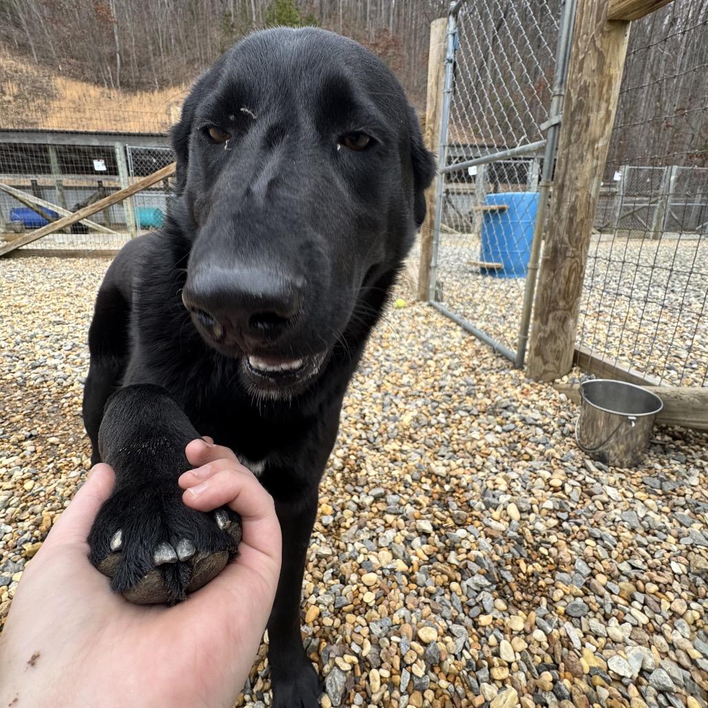 Enlarge Trouble, a Adoptable mixed breed in Blairsville, GA image 2/6