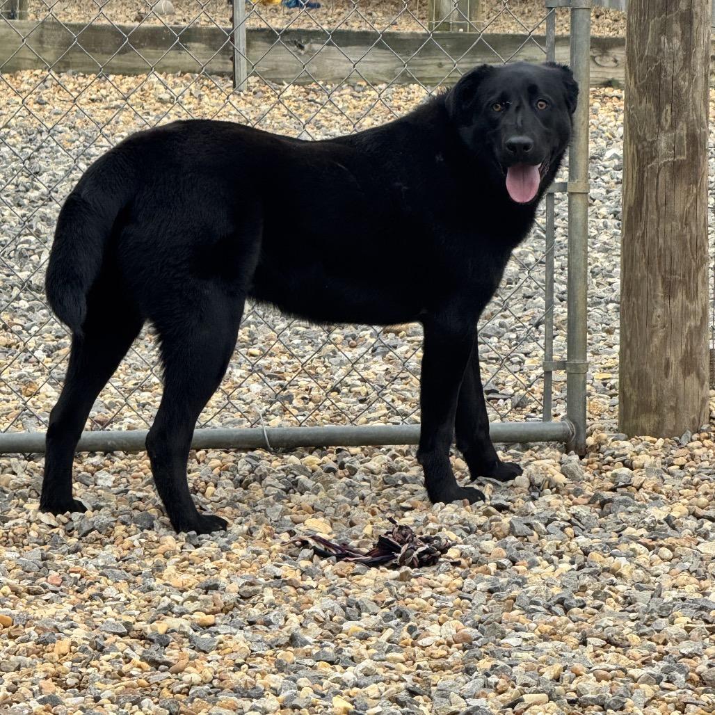 Enlarge Trouble, a Adoptable mixed breed in Blairsville, GA image 4/6