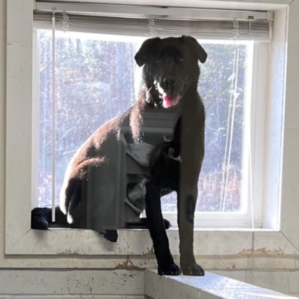 Enlarge Trouble, a Adoptable mixed breed in Blairsville, GA image 6/6