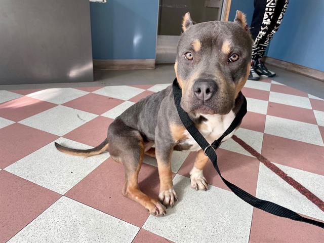 Enlarge CRAZY BREAD, a Adoptable Pit Bull Terrier in Antioch, CA image 1/1