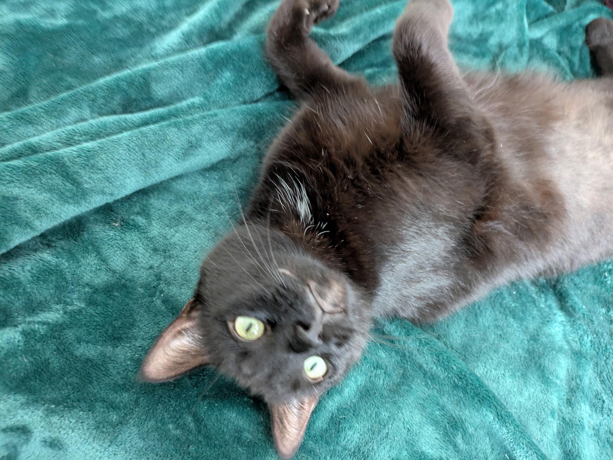 Bianca