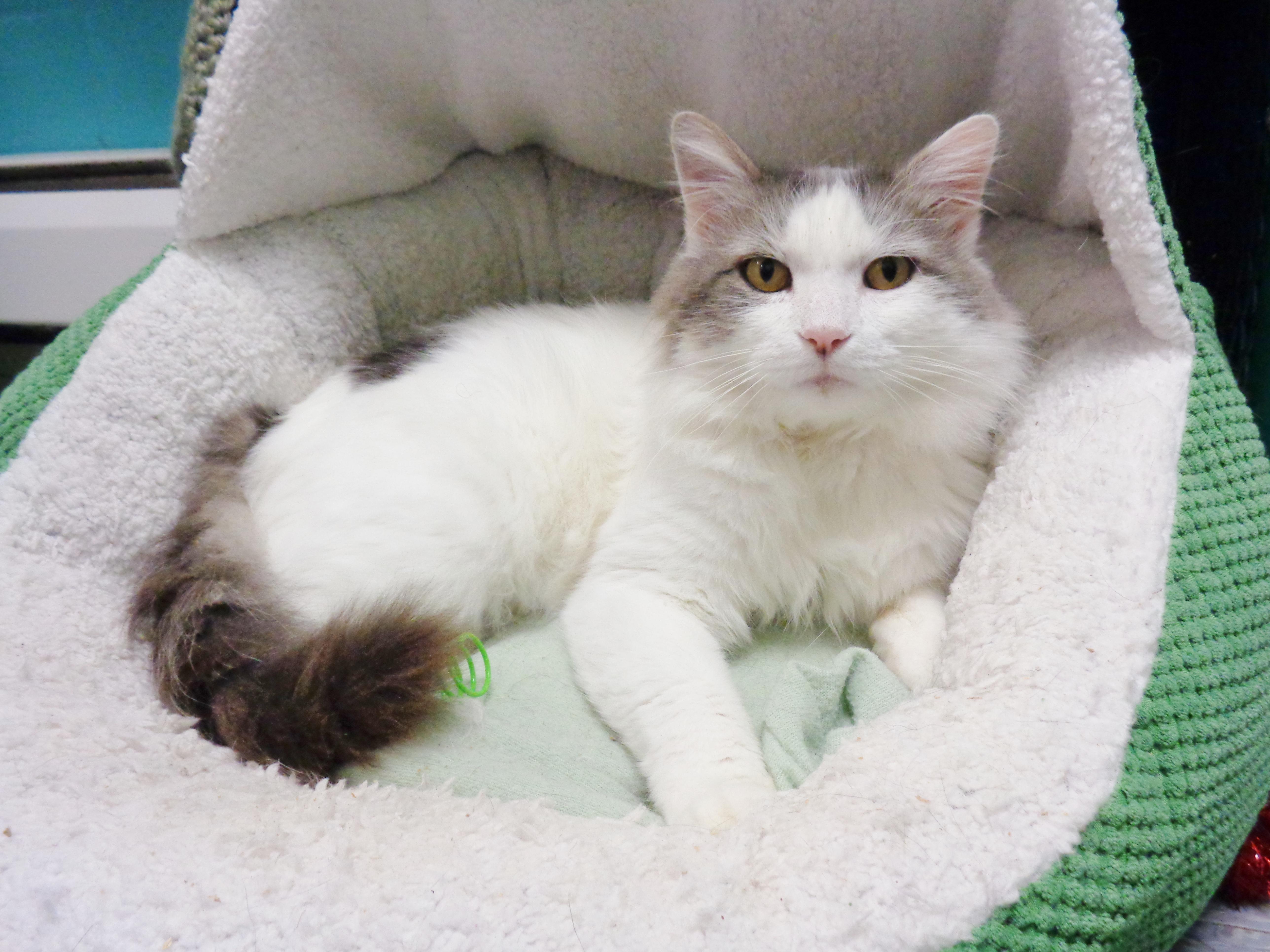 Enlarge HEMINGWAY, a Adoptable Domestic Medium Hair in Delhi, NY image 2/6