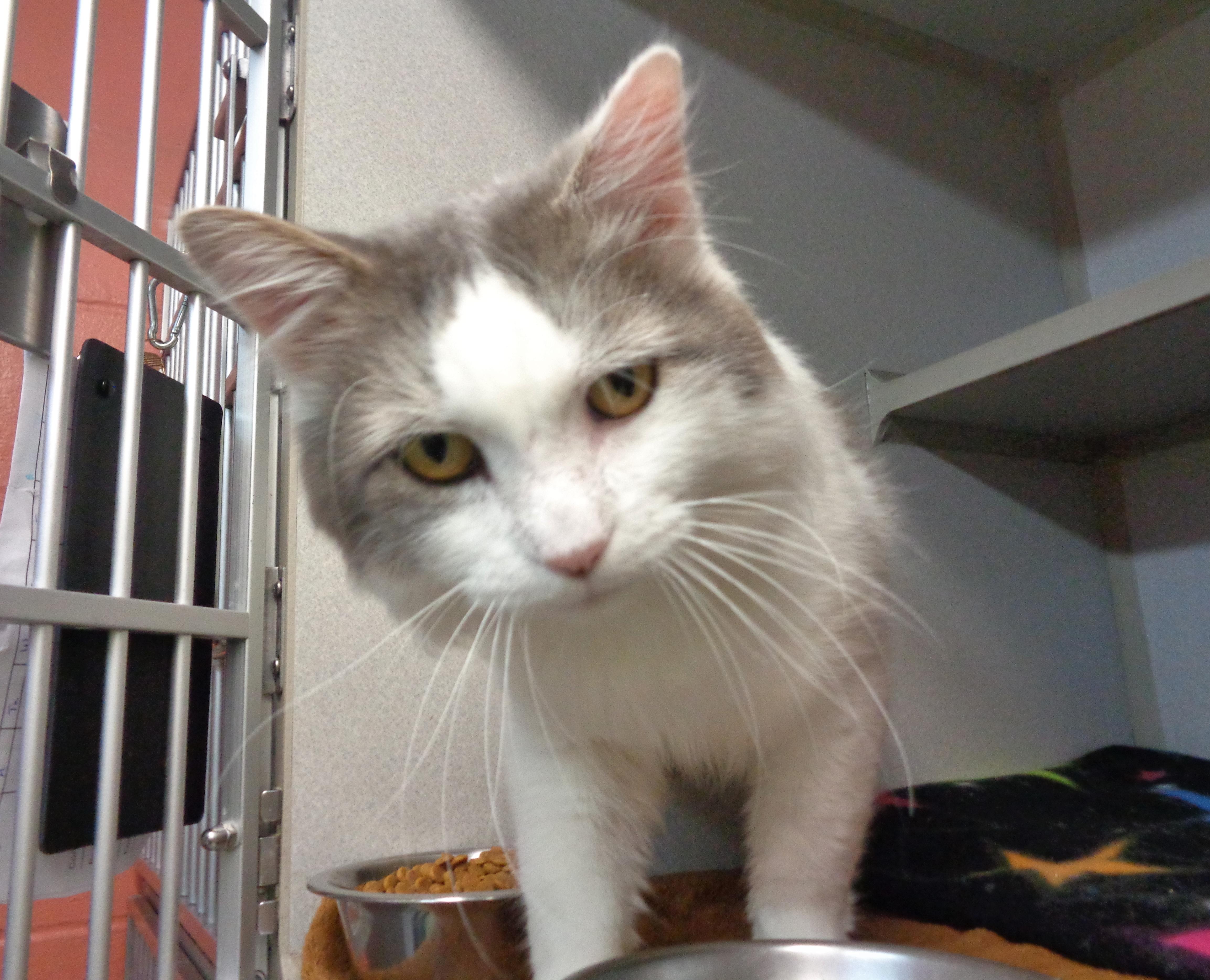 Enlarge HEMINGWAY, a Adoptable Domestic Medium Hair in Delhi, NY image 3/6