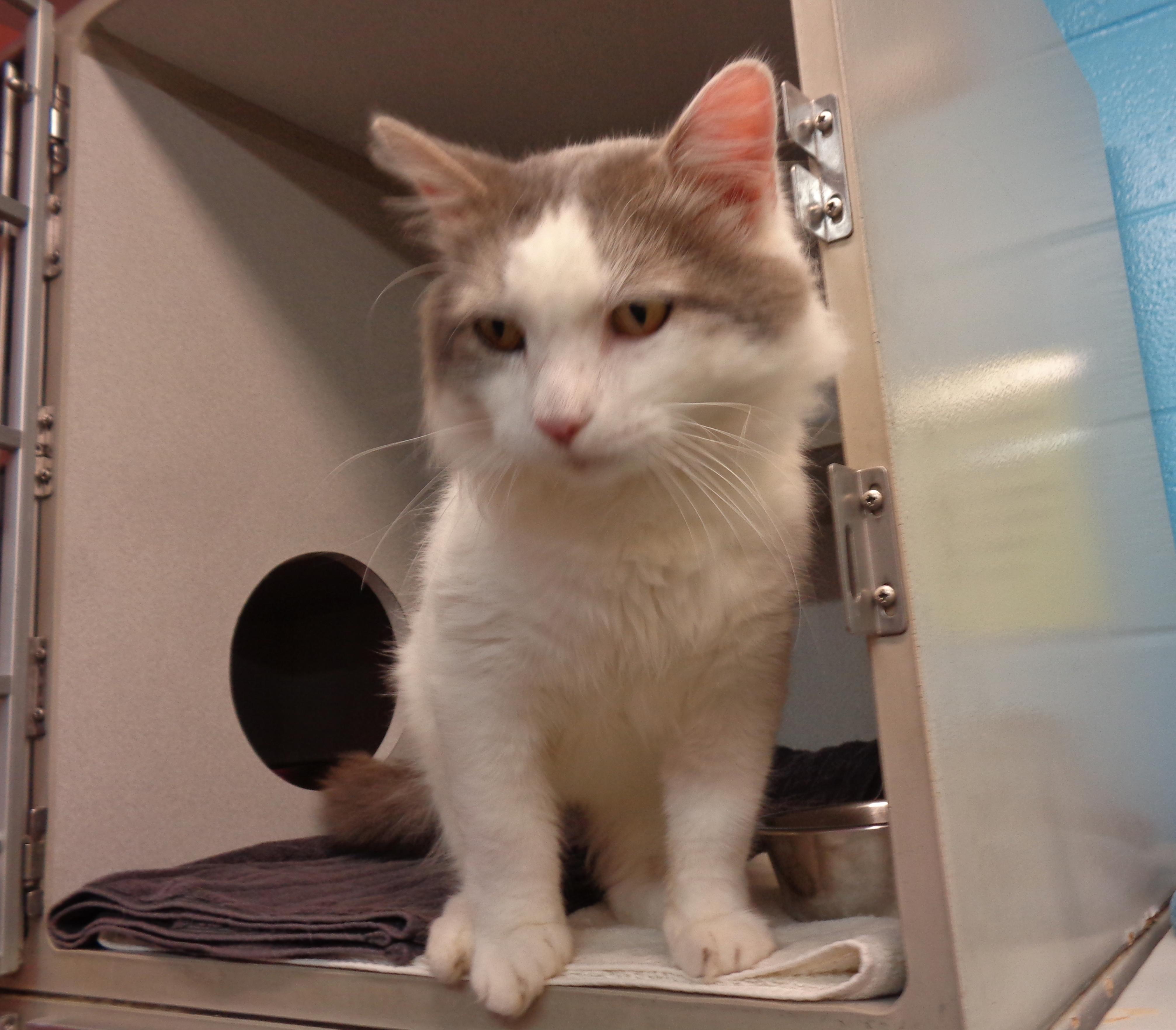 Enlarge HEMINGWAY, a Adoptable Domestic Medium Hair in Delhi, NY image 5/6