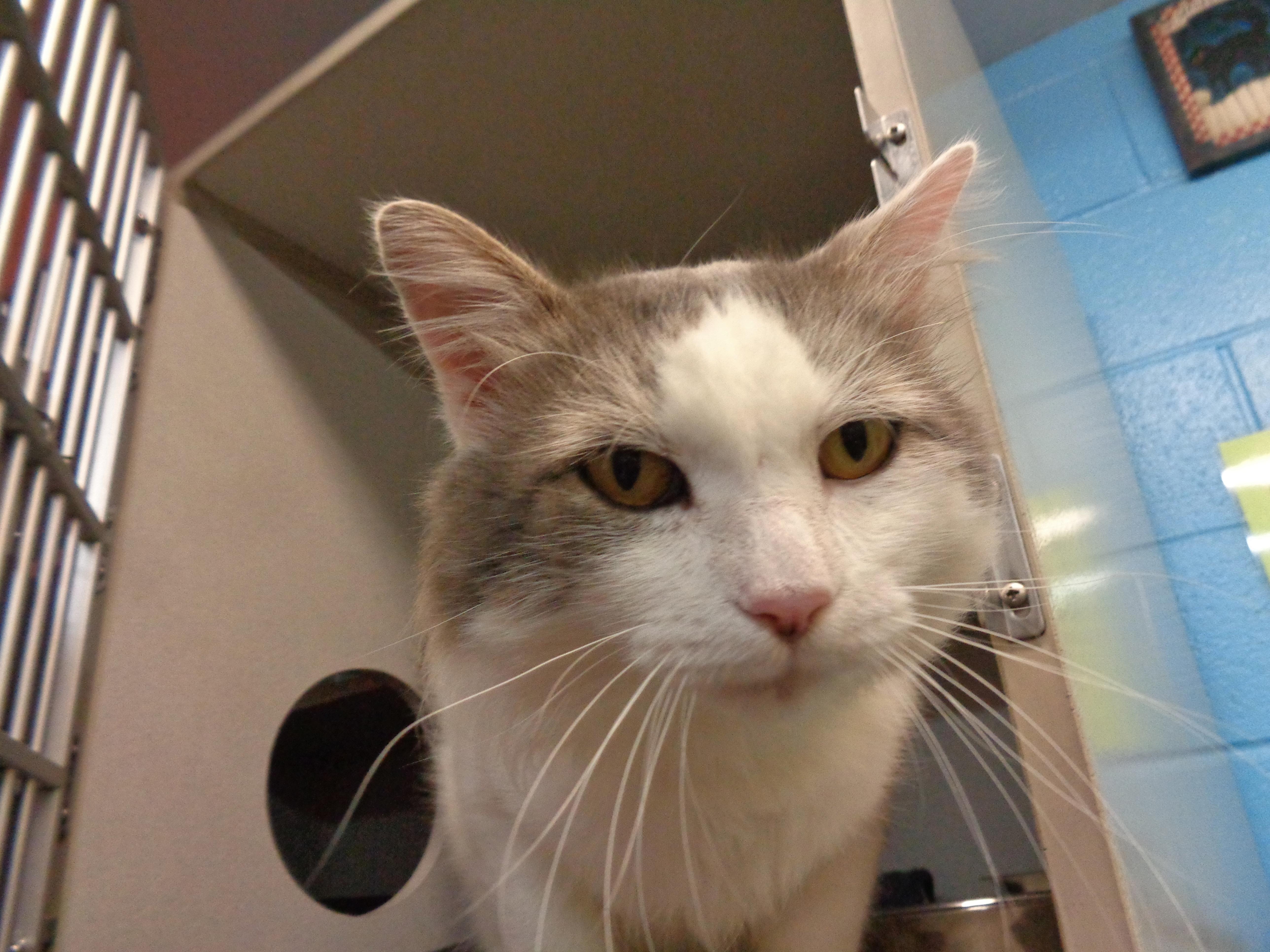 Enlarge HEMINGWAY, a Adoptable Domestic Medium Hair in Delhi, NY image 4/6