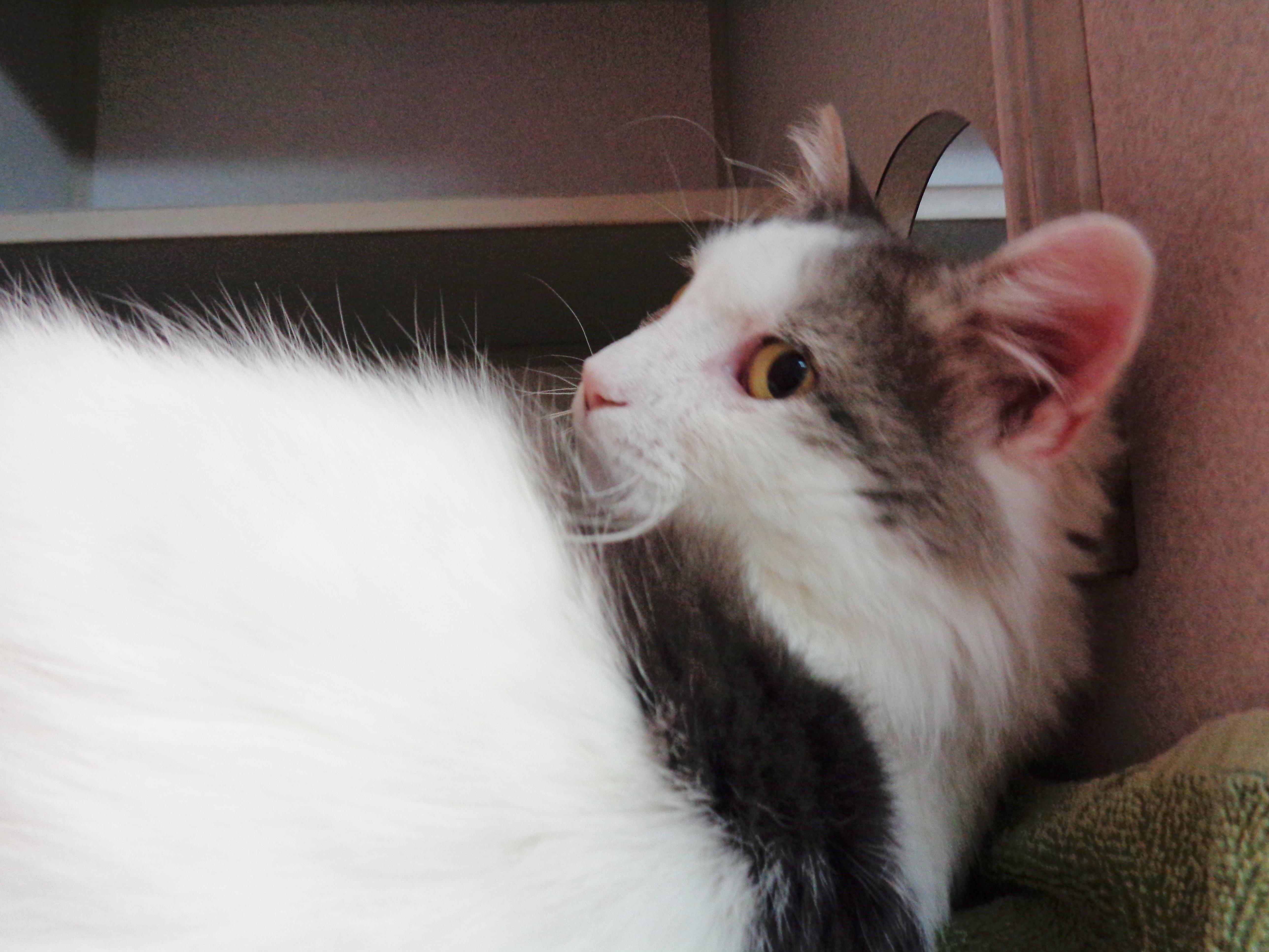Enlarge HEMINGWAY, a Adoptable Domestic Medium Hair in Delhi, NY image 6/6
