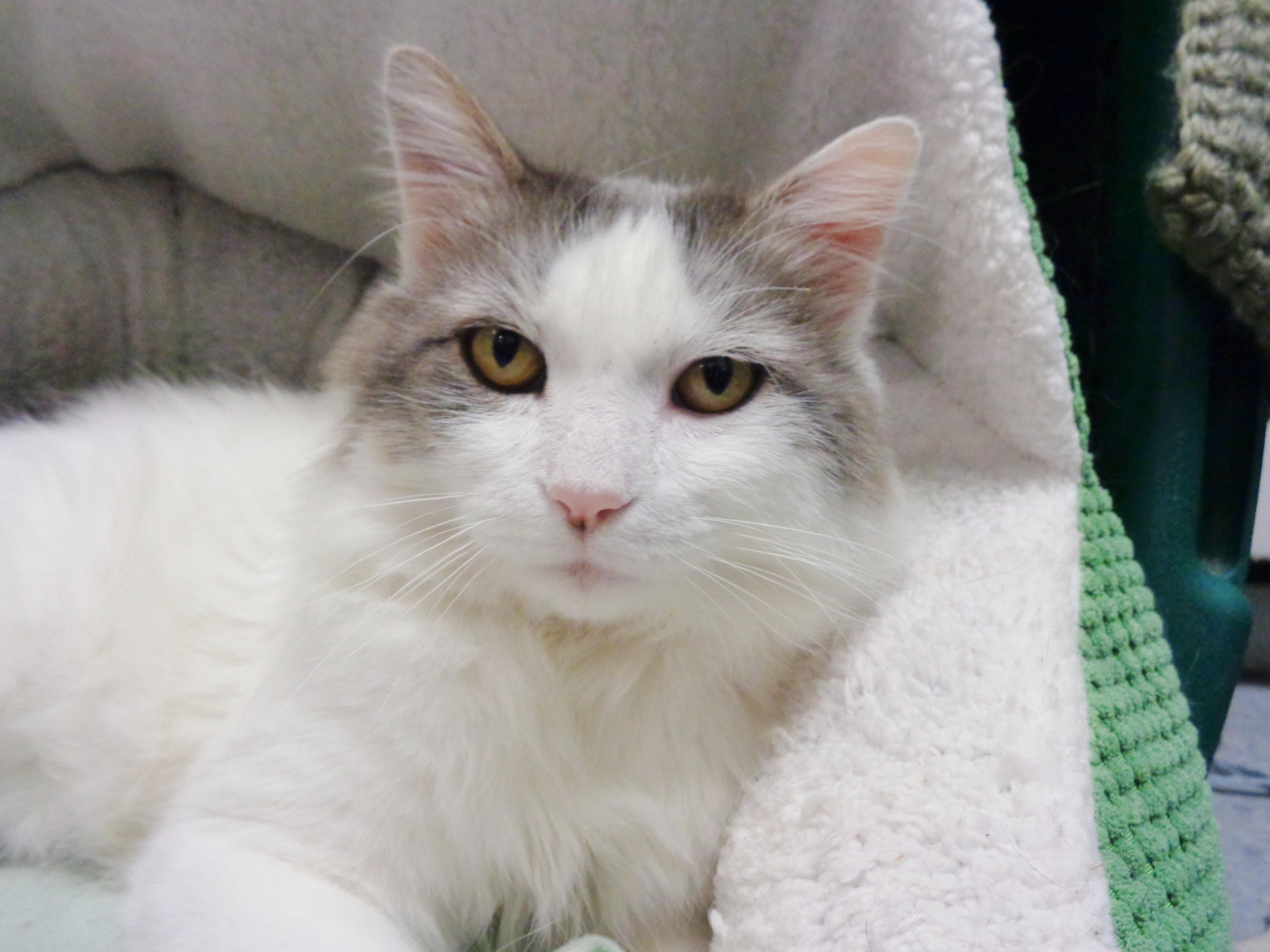 HEMINGWAY, Adoptable, Adult Male Domestic Medium Hair.