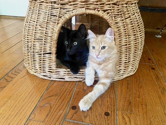 Baby Bear and Flouffie