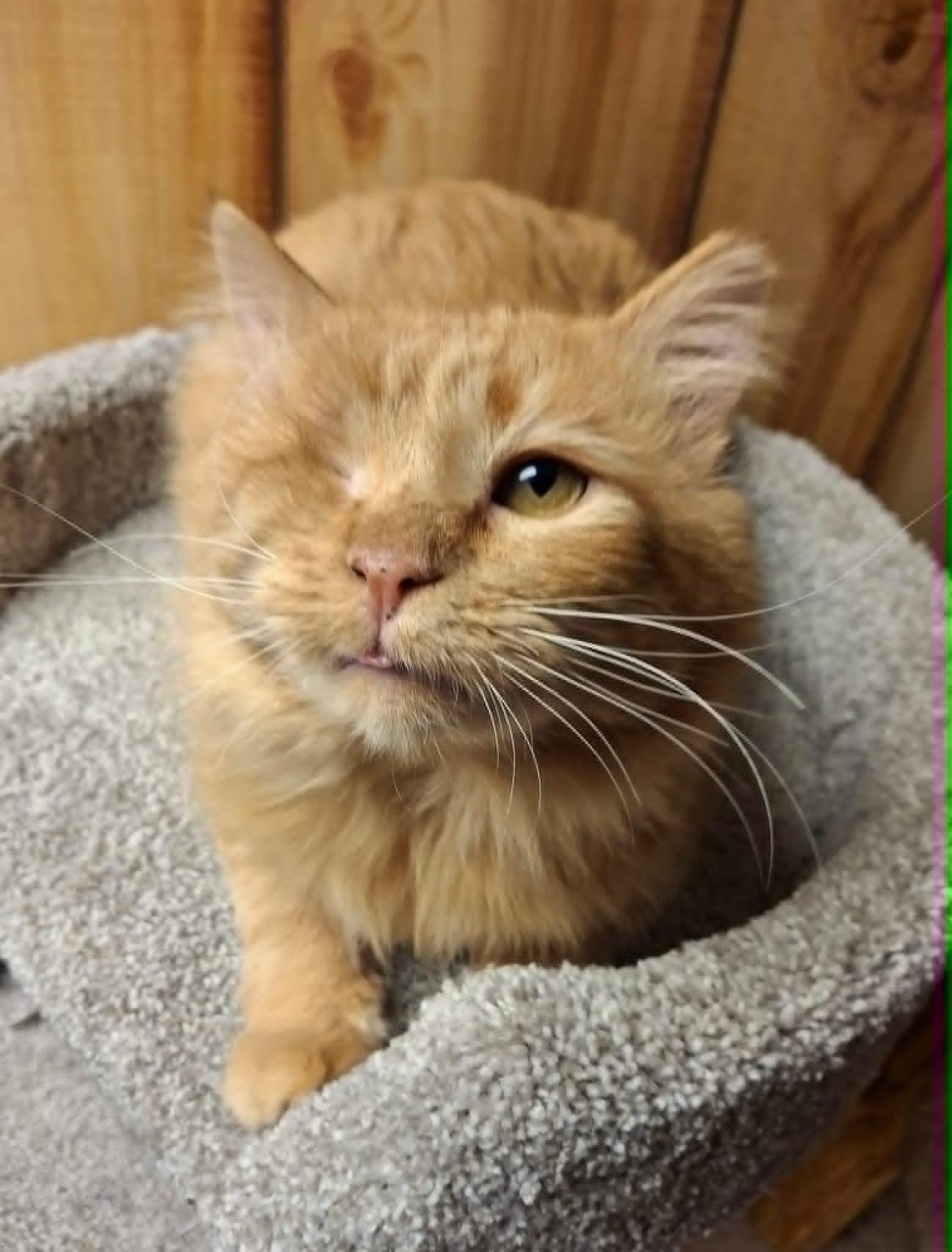 Goldeneye and Little Red *Bonded Pair*, a Adoptable Domestic Medium Hair in Watertown, WI image 1/4