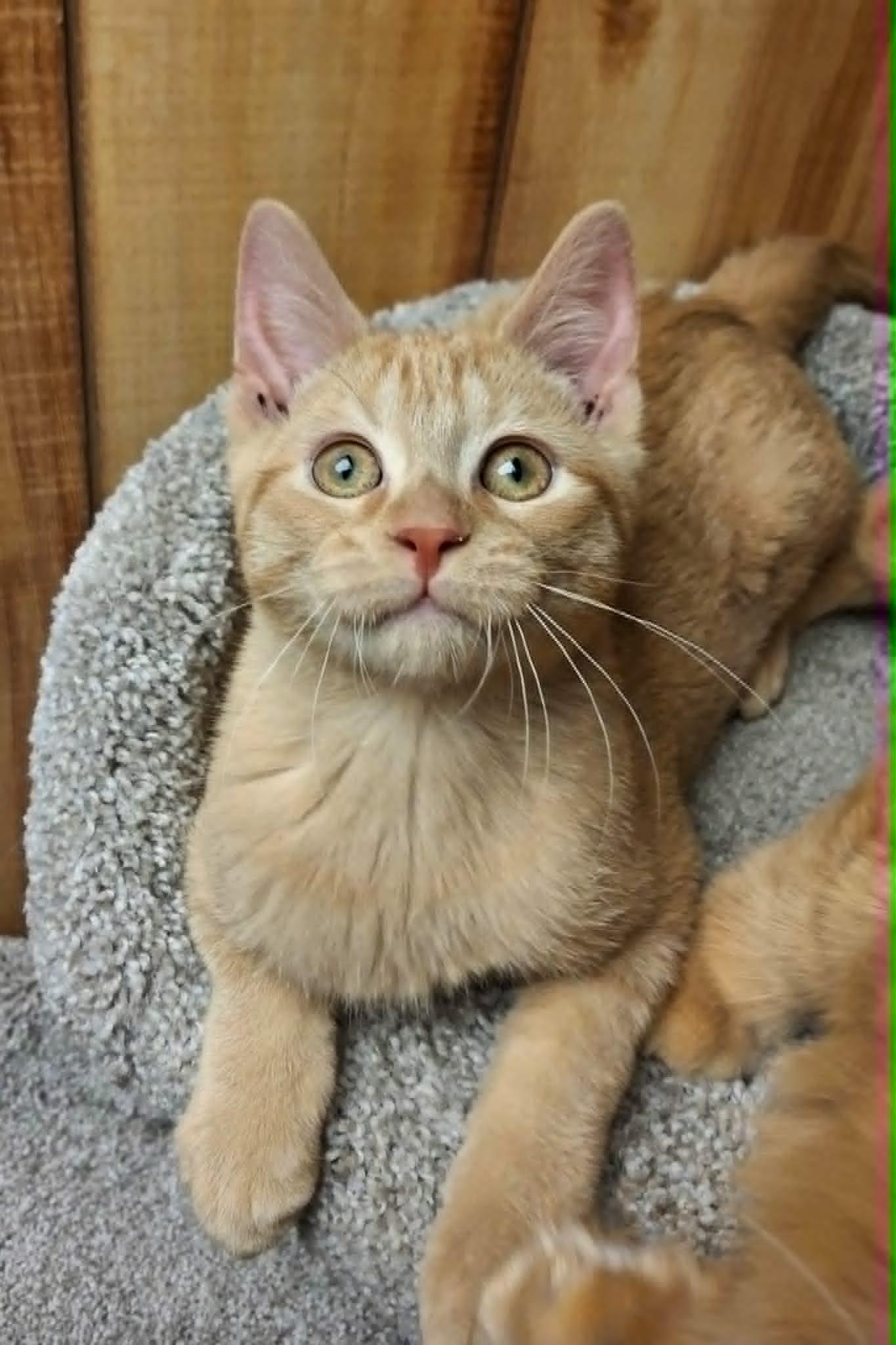 Goldeneye and Little Red *Bonded Pair*, a Adoptable Domestic Medium Hair in Watertown, WI image 2/4