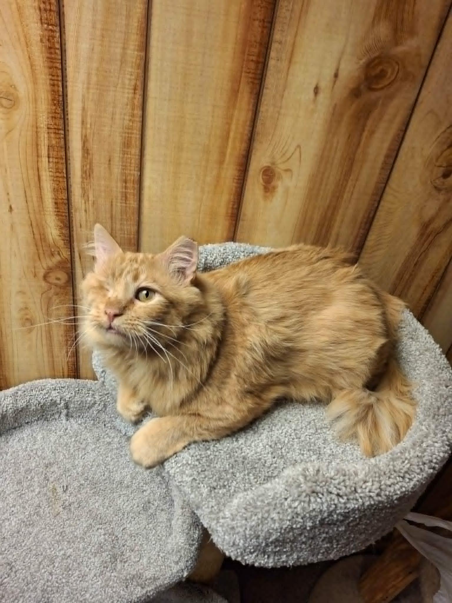 Goldeneye and Little Red *Bonded Pair*, a Adoptable Domestic Medium Hair in Watertown, WI image 3/4