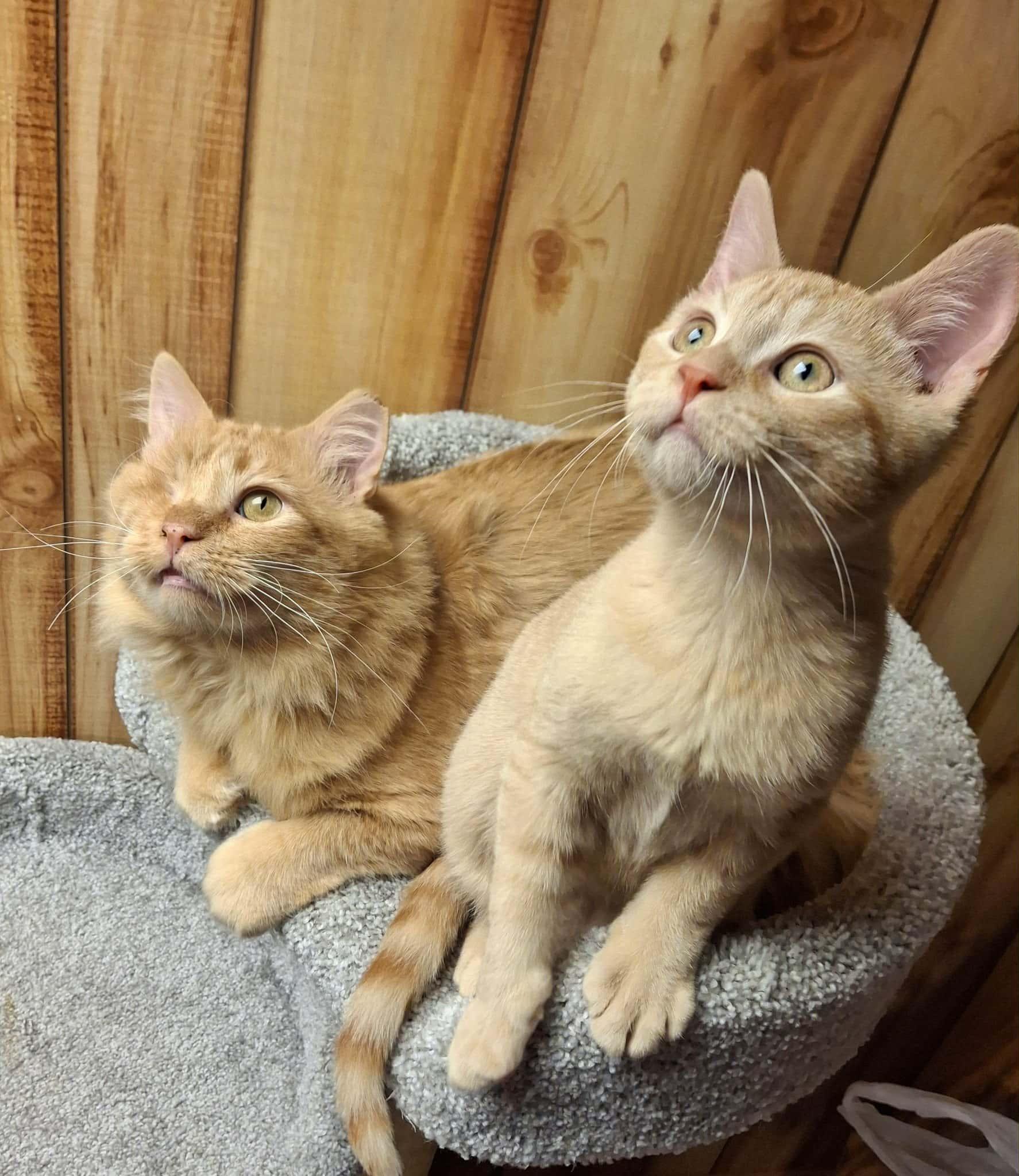 Goldeneye and Little Red *Bonded Pair*, Adoptable, Adult Male Domestic Medium Hair.