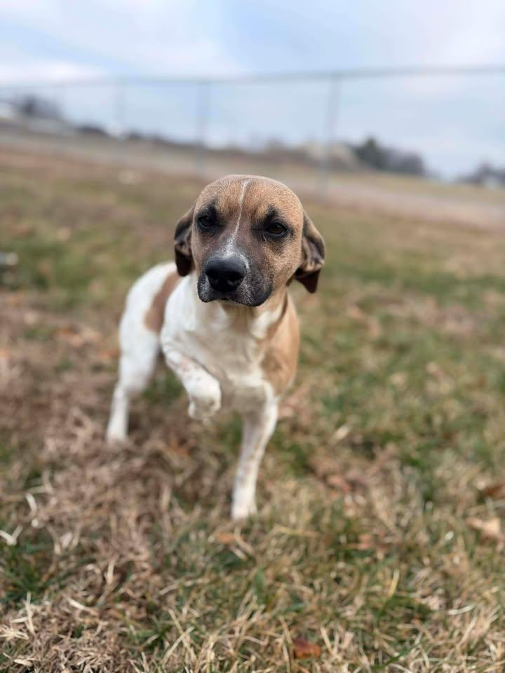 Enlarge Wilma, a ADOPTABLE Beagle in Brownstown, IN image 1/2