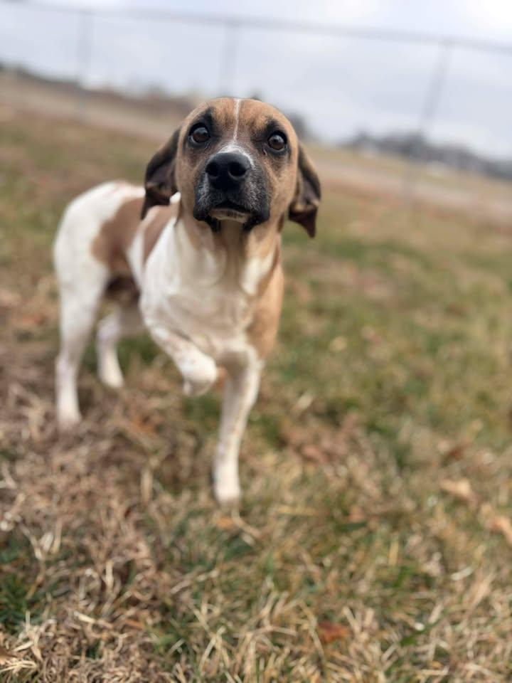 Enlarge Wilma, a ADOPTABLE Beagle in Brownstown, IN image 2/2
