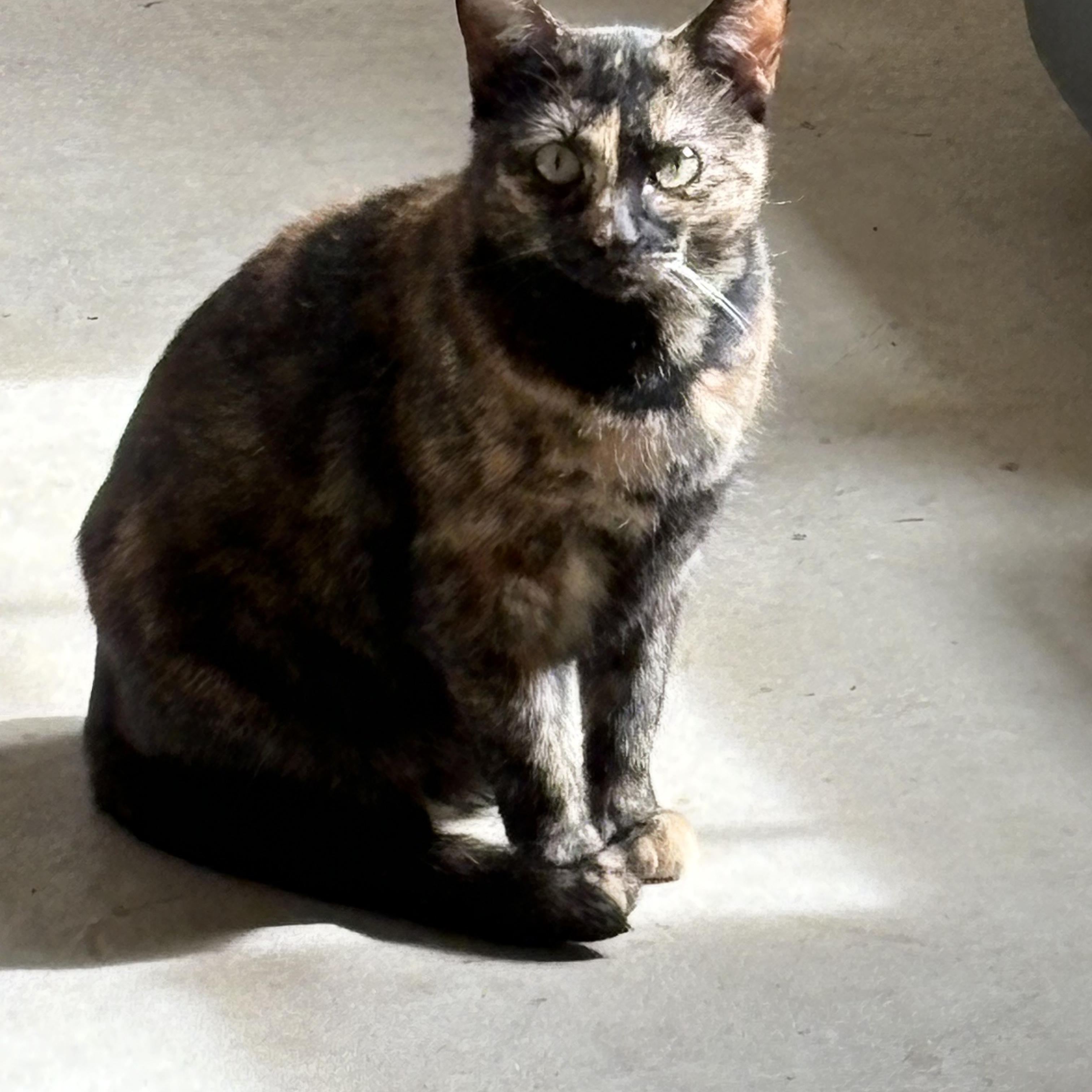 Enlarge Rainbow, a Adoptable Domestic Short Hair in Bellmawr, NJ image 1/2