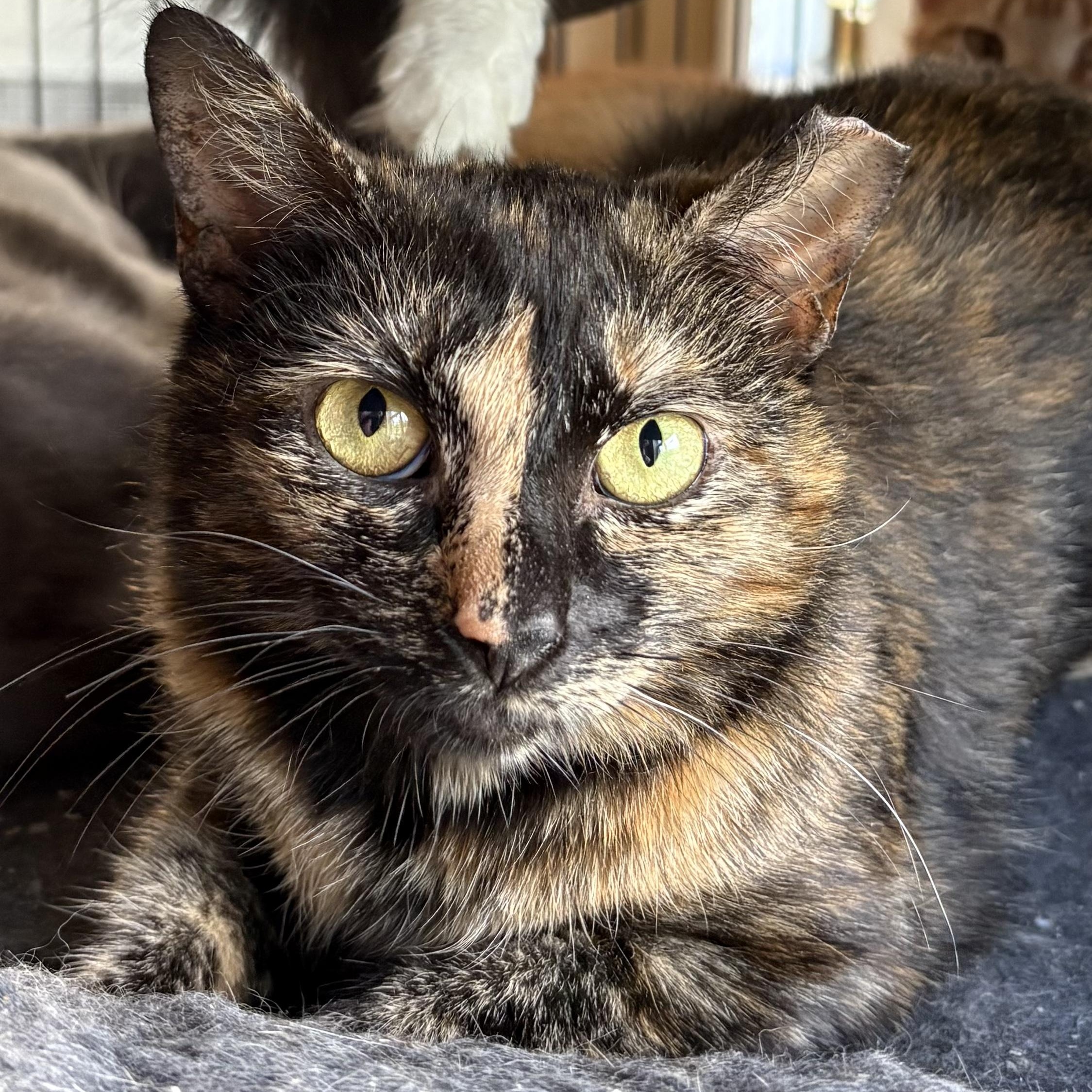 Enlarge Rainbow, a Adoptable Domestic Short Hair in Bellmawr, NJ image 2/2